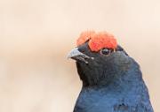 Birkhahnbalz - Black Grouse Courtship